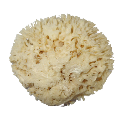 MOØSKÁ HOUBA Honeycomb 12-13 cm - zvìtšit obrázek
